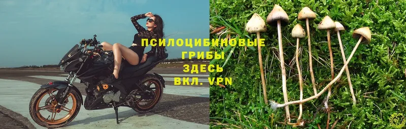 hydra вход  Высоковск  Псилоцибиновые грибы Psilocybe 